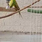 طيور البادجي