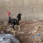 ديوك بالشرط هذا الديك باكستاني