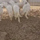 بهم نضيف للبيع