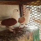 روماني