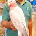 كوكاتو قالا متكلمه اليفه