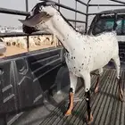 جفرة بيشية فاخرة