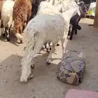 سواكني بيض
