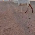 بكر طيبه حاله وسط عازل ولدها قبل شهرين