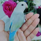 للبيع ببغاء الروز اليف جدأ لعوب..