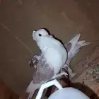 جوز حب رمان