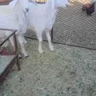 طليان صنف للبيع