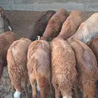 سواكني حمري مرابي ثلاث شهور