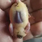 موجود طيور دخل جديد بريشه رمي