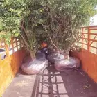 يوجد لدينا جميع انواع الأشجار