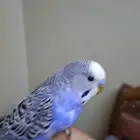 بادجي الليف