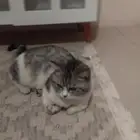 بسه أنثى البيع