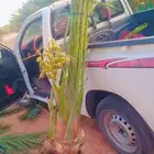 يوجد نخيل محدوله فاخر وصقعي مطوق احمر