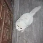 قطط للبيع شيرازي