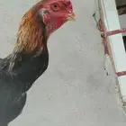 فرخ شامو ياباني