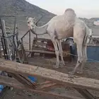 بعير سوداني