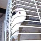 روز البينو انثى منتجه
