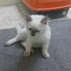 للبيع قطه هملايا