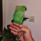 بغبغان دره اليف. تم البيع