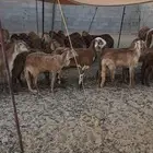 ضان سواكن للبيع