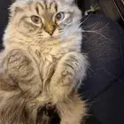 قطة انثى هيملايا شيرازي للبيع