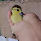 صوص دجاج وبط