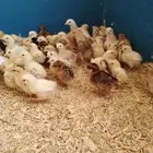 صيصان بلدي للبيع