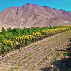 اكاسيا جلوكا مركن 25 من بوصه الي 2 بوصه