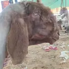 حلاق غنم مكينه جزاز صوف غنم مكينه خبره أكثر من عشر أعوام