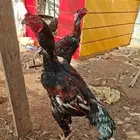 دجاج سندي توب التوب