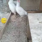 جوز كوشوما توه جاهز موصفات بطل