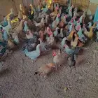 دجاج للبيع على السوم