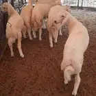 للبيع طليان حريات