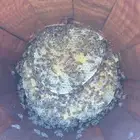 نحل لي البيع