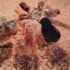 صوص بلدي
