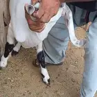 تيس مخصي للبيع