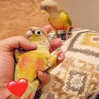 للبيع زوج كنيور انناس أليف ومتكلم