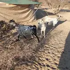 مراح معزا للبيع