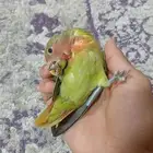 للبيع روز
