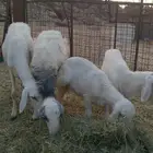 رخال توهن ثنيان معهن رخال طيبه