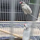 جاوا جوز