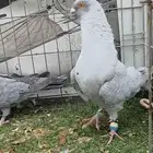 Productive Qarqati couple