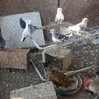 حمام قطايف قلابي للبيع