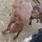 خروف سواكني طيب مطعوم شرط