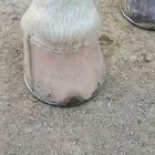 horse farrier