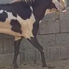 فحل جرم عالي صنف