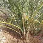 مزرعة مساحة 7759 متر مربع للايجار السنوي طريق المدينة العلا