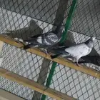 فروخ حمام باكستاني البطل الاخطبوط اذكر الله