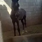 مهر للبيع حفيد اف ايه الرشيم وجده الرابع مروان الشقب