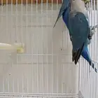 للبيع طبه روز